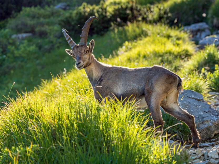 Steinbock im Gras