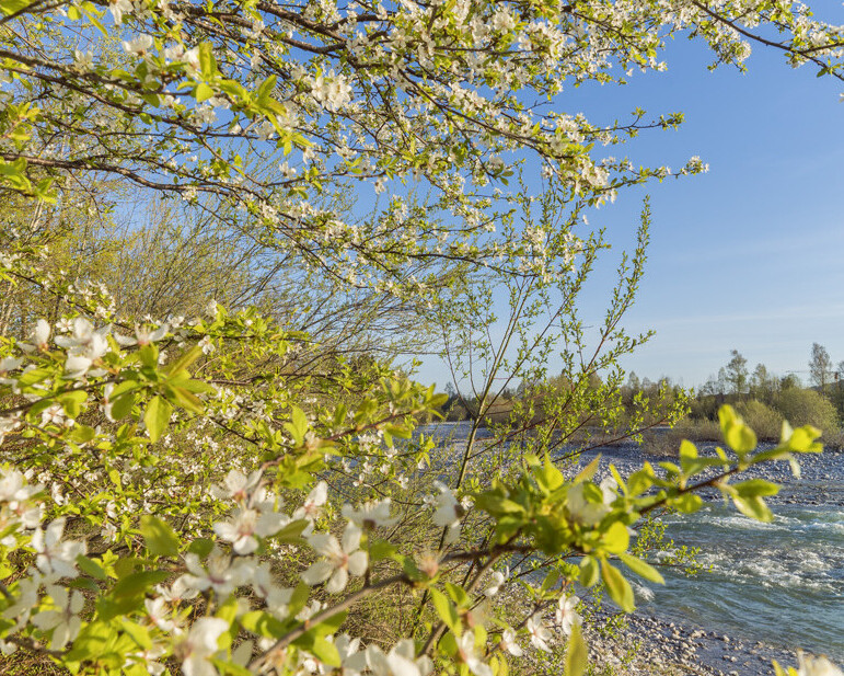 Frühjahr an der Isar mit blühendem Baum im Vordergrund