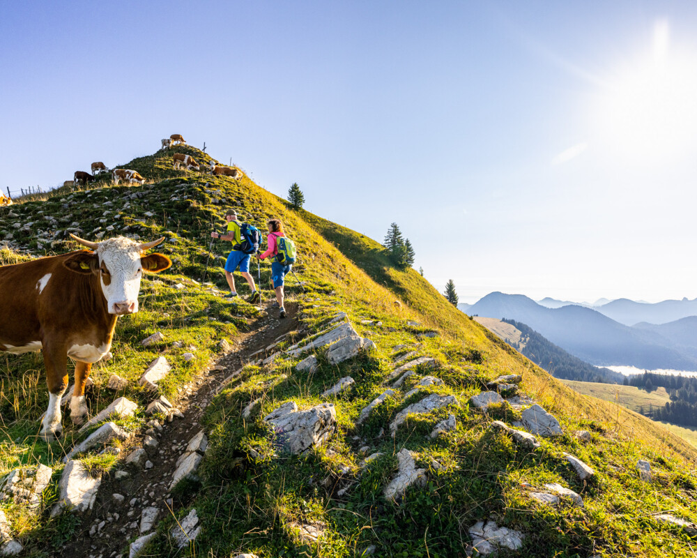 Zwei Wanderer gehen an einer Kuh unterhalb vom Berggipfel vorbei