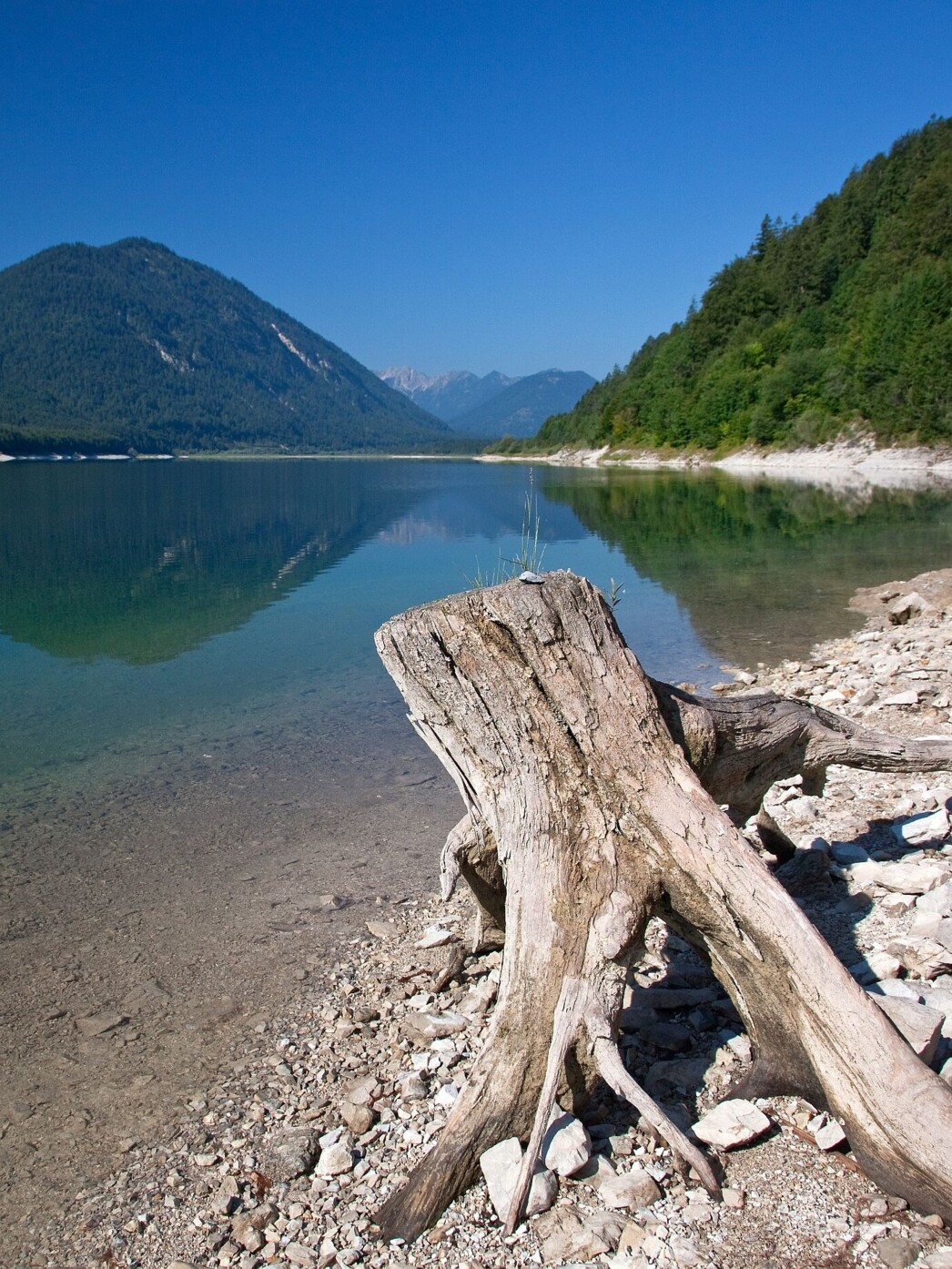 Ein Baumstamm am Ufer des Sylvensteinsees