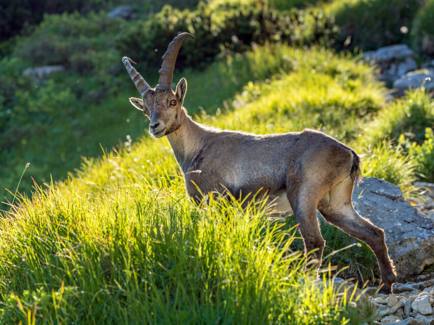 Steinbock im Gras