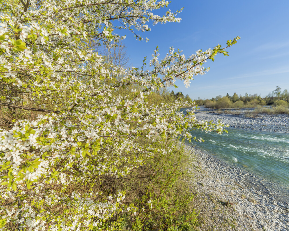 Tourismus Lenggries, Foto: C. Bäck, Frühling an der Isar Frühling an der Isar