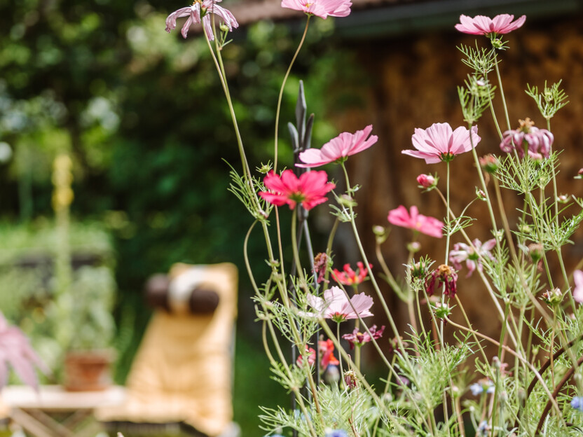 Kräutergarten mit Blühwiese im Vordergrund