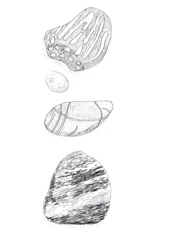 Natur Erlebnis Isar - Fossilien in Steinen