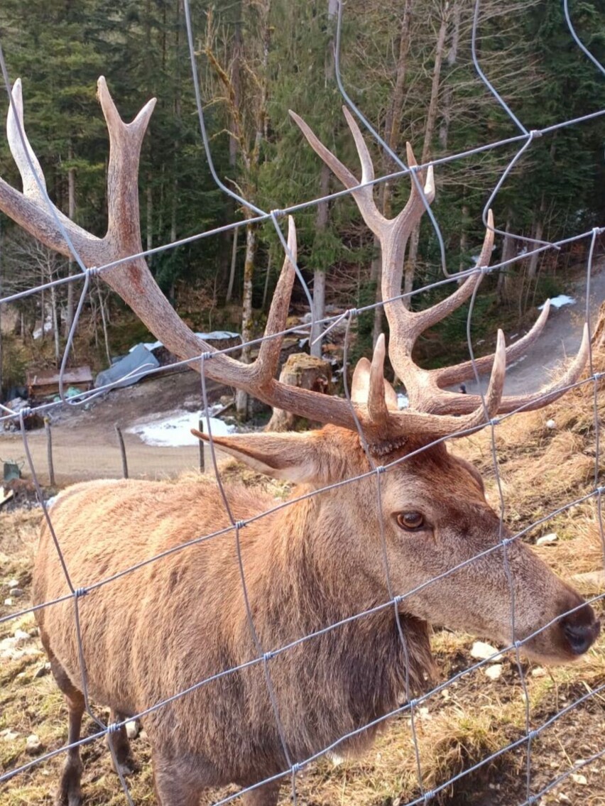 Hirsch im Gehege der Reiseralm