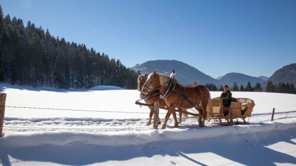 Pferdeschlittenfahrt Hanslkaspar, Pferdeschlitten in verschneiter Winterlandschaft