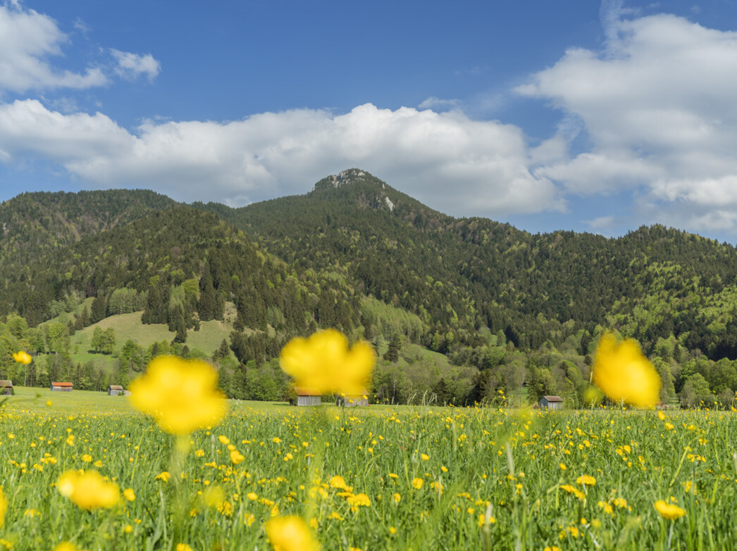 Blick zum Geierstein im Frühling