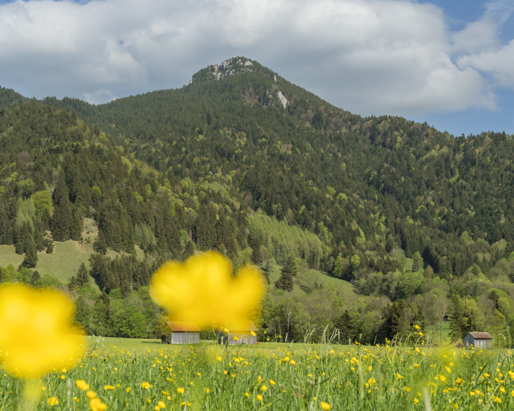eine blühende Wiese ist vor dem Geierstein