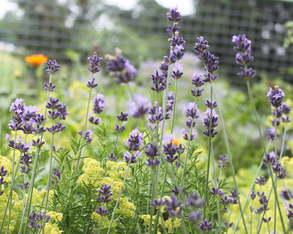 Lavendel und andere Kräuter im Garten