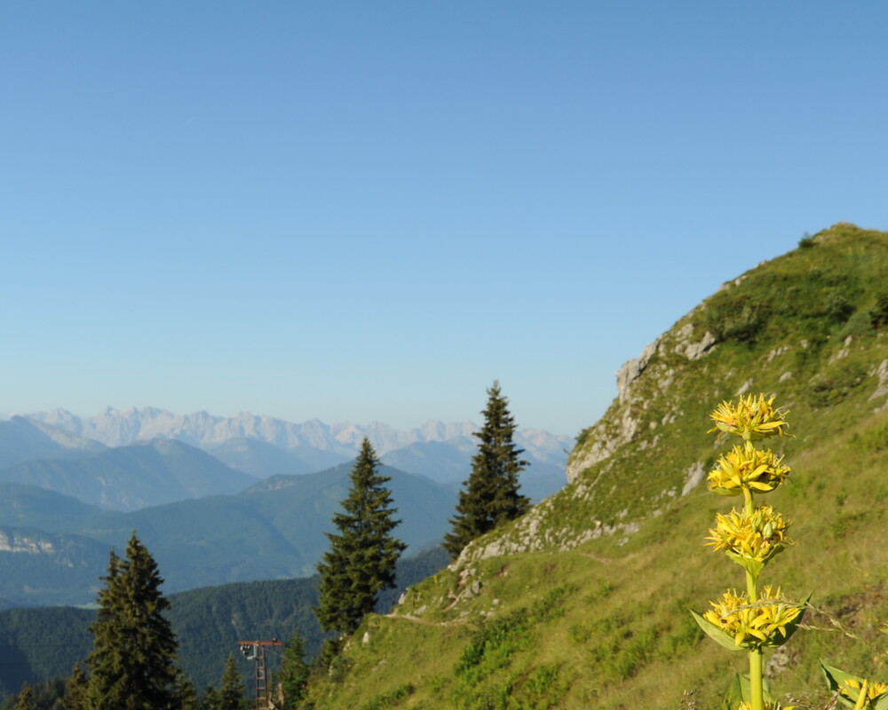 Almwiese auf dem Brauneck mit Blick ins Karwendel