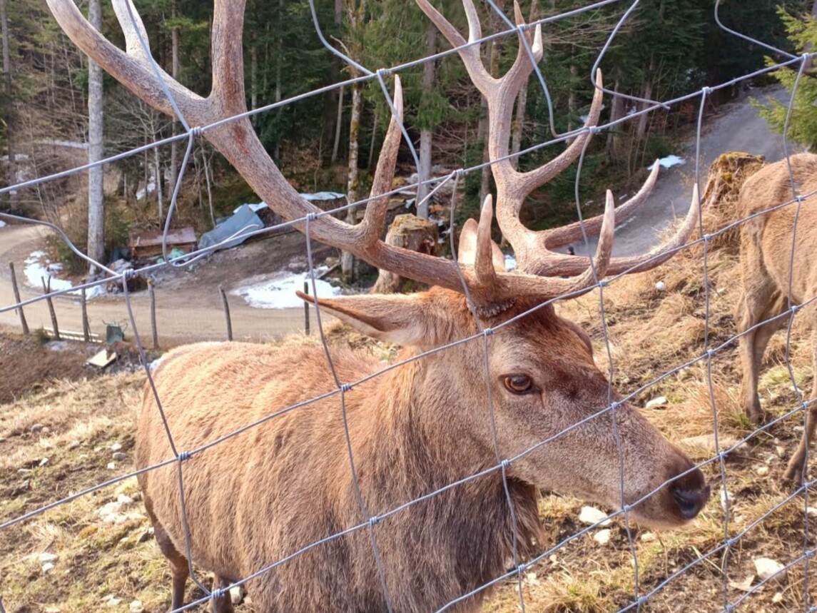 Hirsch im Gehege der Reiseralm