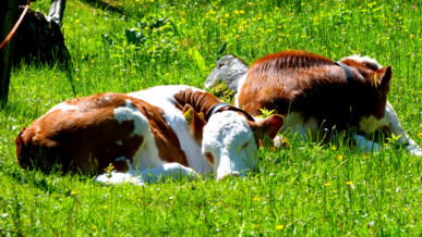 Kälbchen auf der Alm beim Sonnenbaden