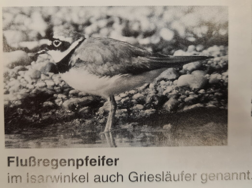 Natur Erlebnis Isar - Flußregenpfeifer