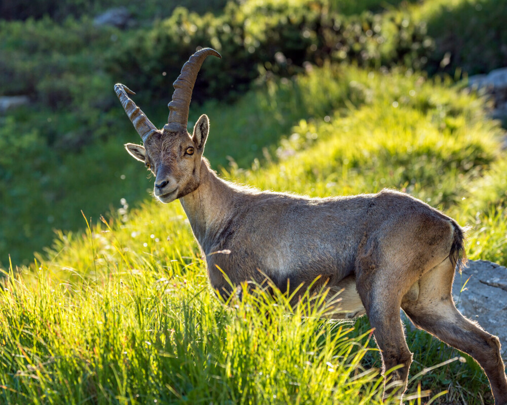 Steinbock im Gras