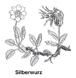 Natur Erlebnis Isar - Silberwurz