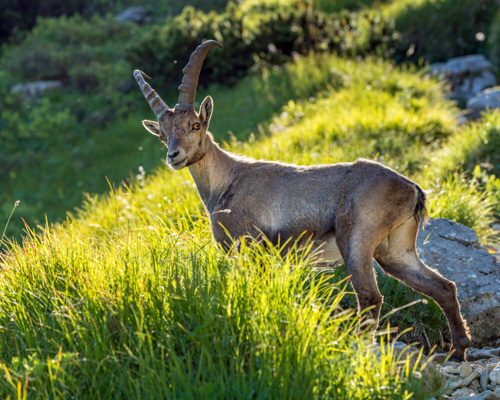 Steinbock im Gras